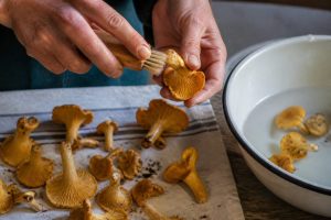 Comment nettoyer les chanterelles sans les abîmer