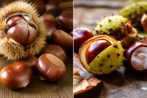 Quelle est la différence entre un marron et une châtaigne ?