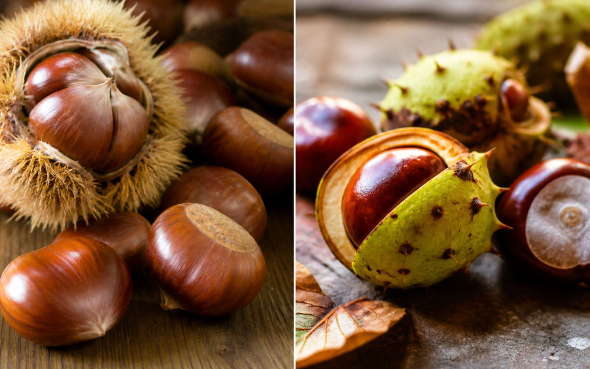 Quelle est la différence entre un marron et une châtaigne ?